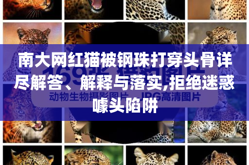 南大網紅貓被鋼珠打穿頭骨詳盡解答、解釋與落實,拒絕迷惑噱頭陷阱